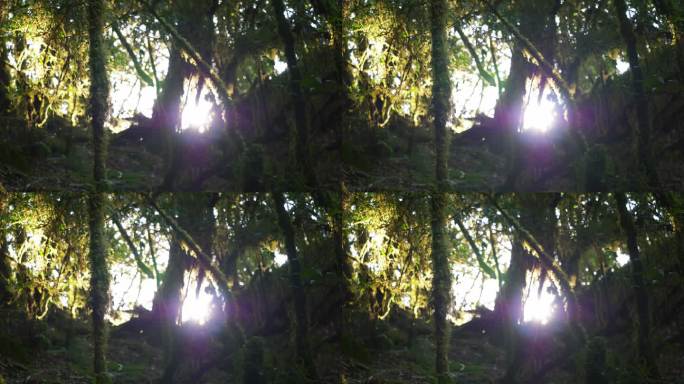 树林树木光影变化