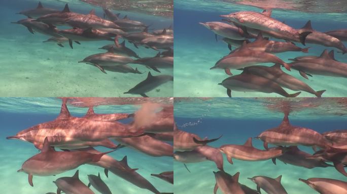 一群海豚在清澈的水中嬉戏。
