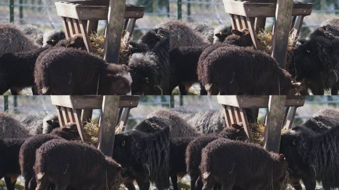 一群饥饿的黑羊和羊羔在喂食站，特写
