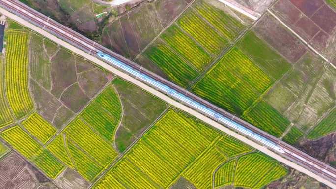 高铁穿行过油菜花盛开的田野