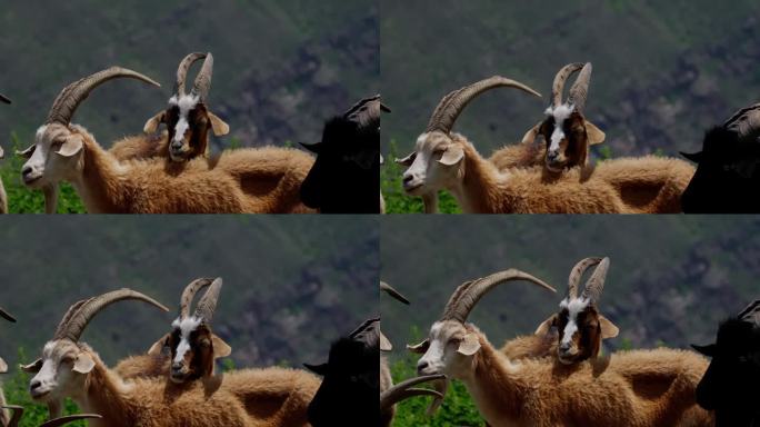 一只棕色和白色的山羊，有着雄伟的角，背景是模糊的山脉