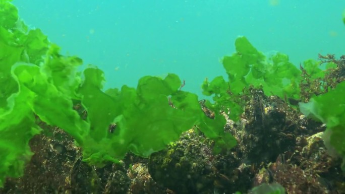 黑海的水下景观，石头上的绿色和红色藻类