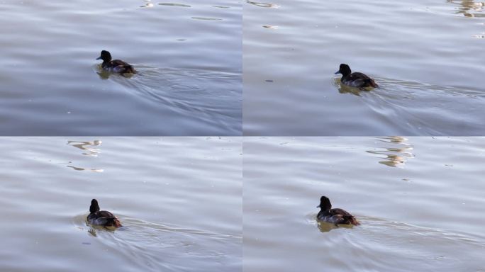 Duck Swimming Across Calm Waters