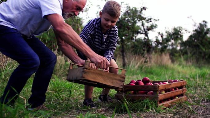 秋天，小男孩和爷爷在果园里摘苹果。