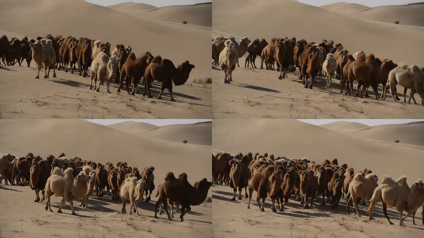 沙漠 穿越 乌兰布和沙漠 驼队 骆驼