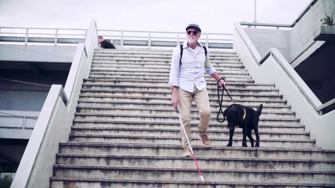 老年盲人带着导盲犬走下城市的楼梯。