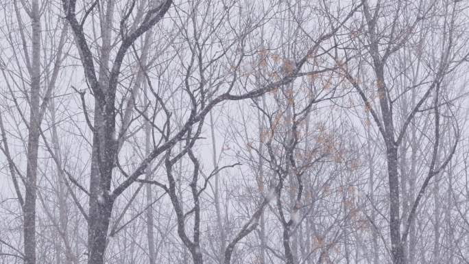 冬季下雪天气树枝背景