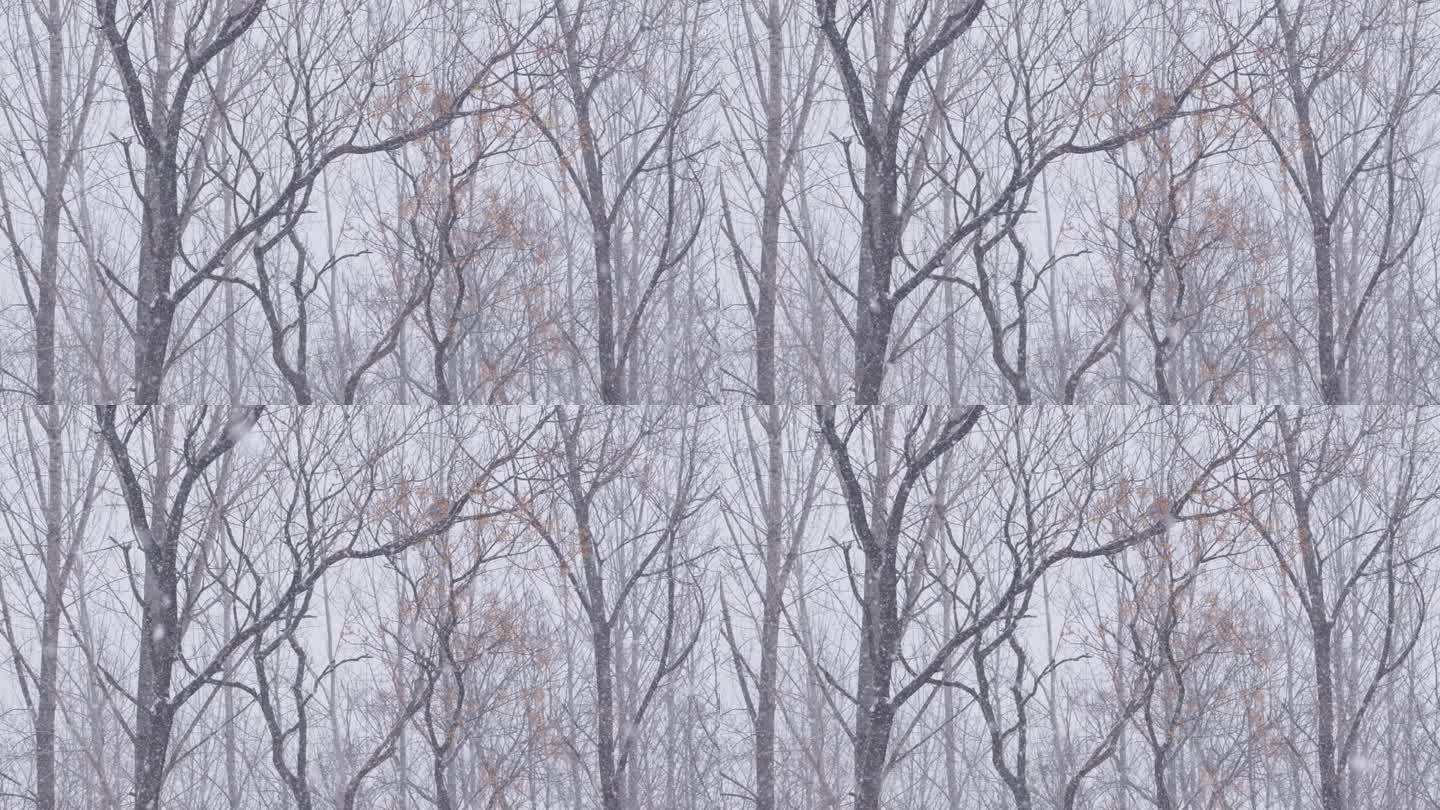 冬季下雪天气树枝背景