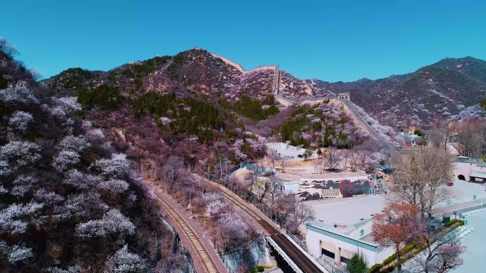 北京 春天 长城 山桃花  春天景象