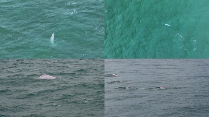 湛江硇洲岛中华白海豚 4K50