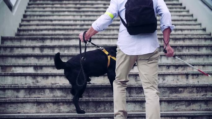 老年盲人带着导盲犬走上城市楼梯的后视图。