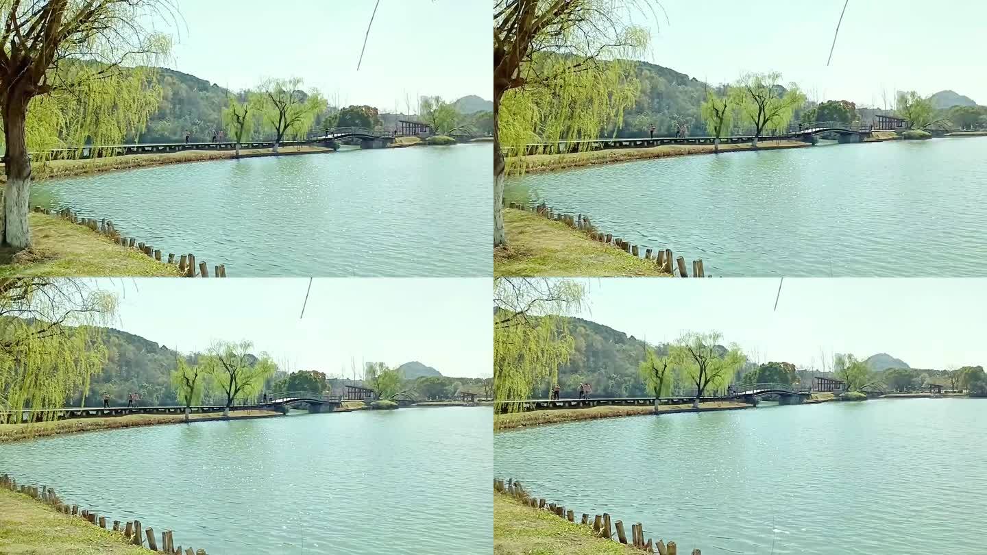 春天的湖边杨柳