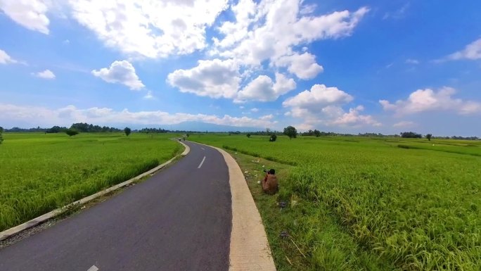 稻田的全景视频，绿色的水稻和光滑的沥青道路