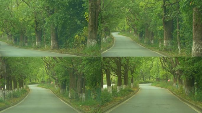 开车穿越树林的道路