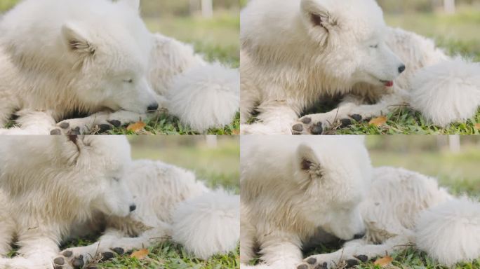 可爱的纯种狗，萨摩耶犬，白色蓬松的皮毛，坐在公园户外的草地上舔咬自己的腿来清洁，这是健康和免疫紊乱的
