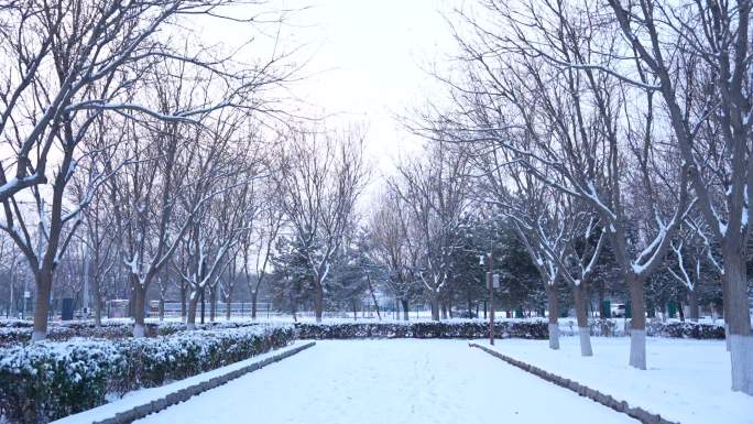 雪景 树挂 漫步