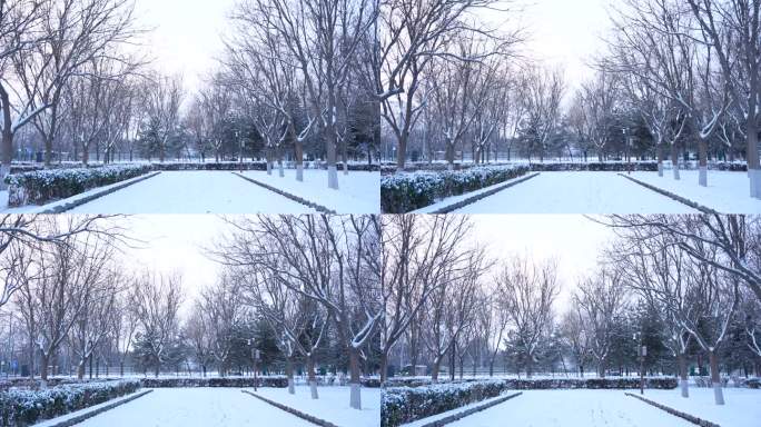雪景 树挂 漫步