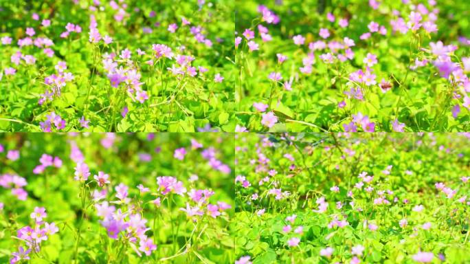 春暖花开 红花酥浆草 夜合梅