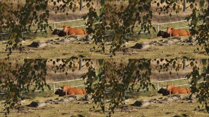两头奶牛在草地上休息，在树叶之间，夏日农场的场景