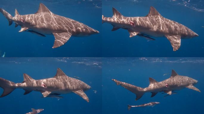 背上有大咬痕的柠檬鲨游过镜头