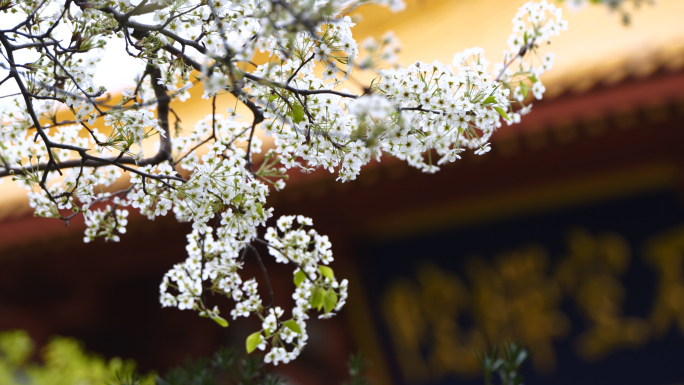 寺院里的花古刹梨花开寺庙里的花