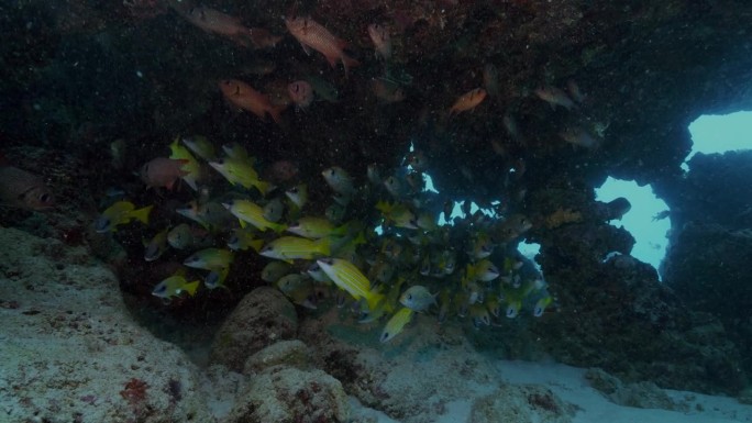 五颜六色的黄色和红色鱼群躲在洞穴里躲避洋流。