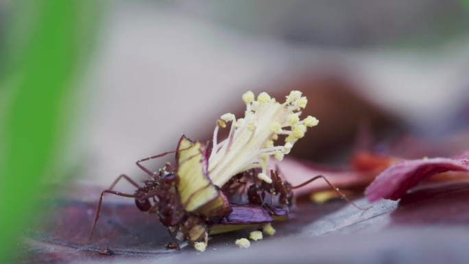 红蚂蚁在掉落的木槿雌蕊周围觅食的时间间隔
