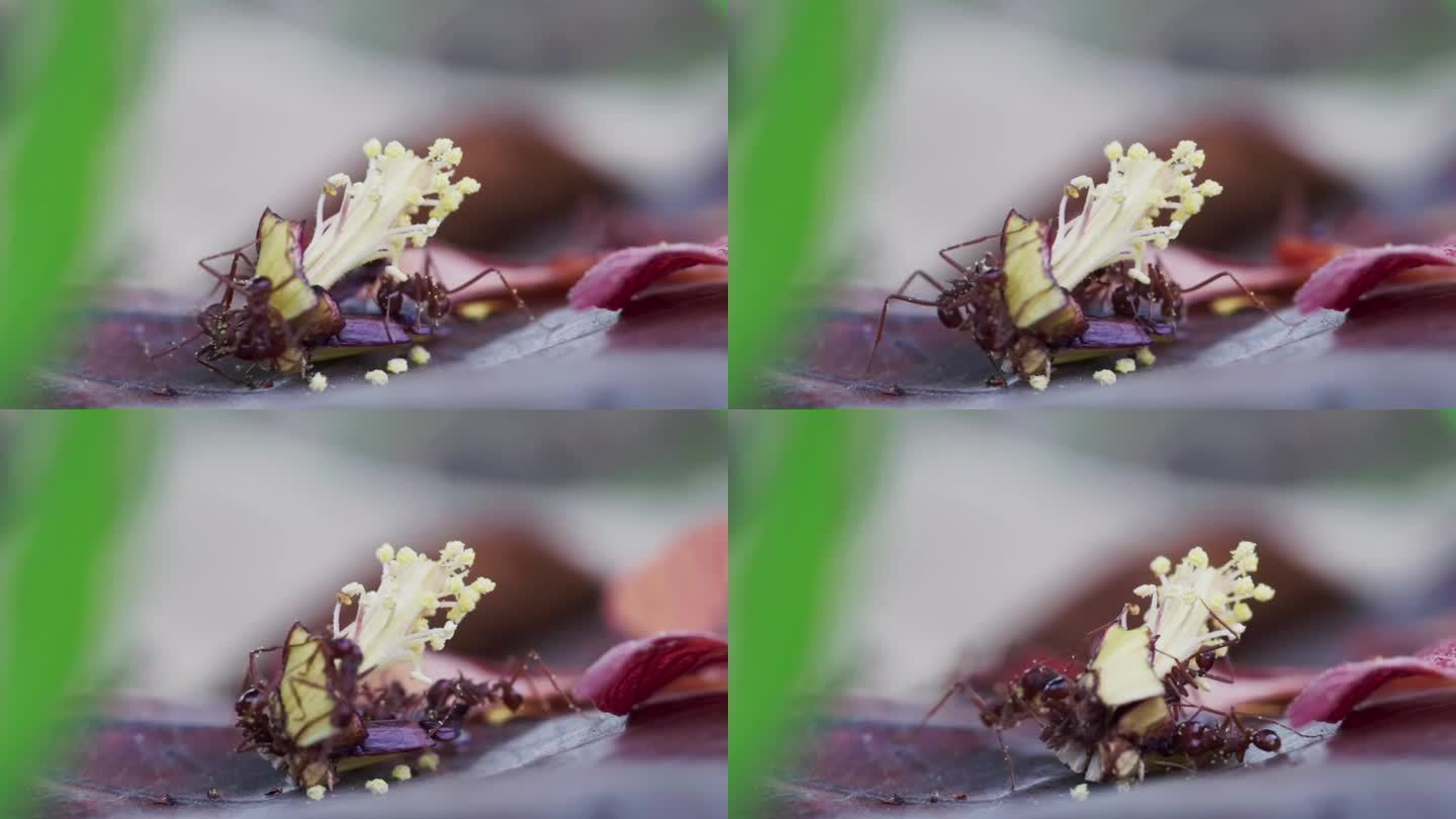 红蚂蚁在掉落的木槿雌蕊周围觅食的时间间隔