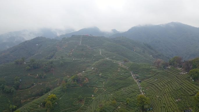 茶园航拍穿云大景西湖龙井茶园