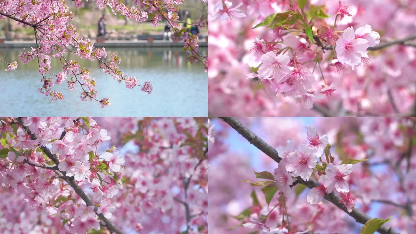 春天河边樱花绽放