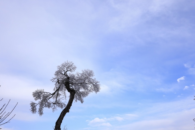 雪  树 雪树延时 蓝天白云