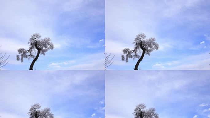 雪  树 雪树延时 蓝天白云