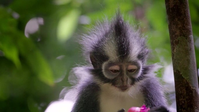 热带雨林中，一只汤氏叶猴正在吃火龙果
