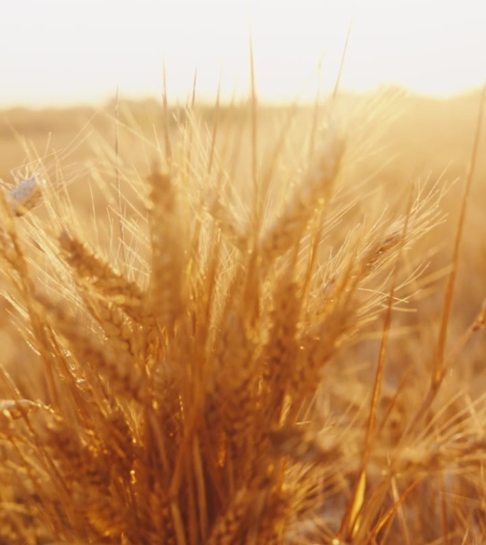 在晴朗的日子里，农艺师在农场里抱着小麦作物