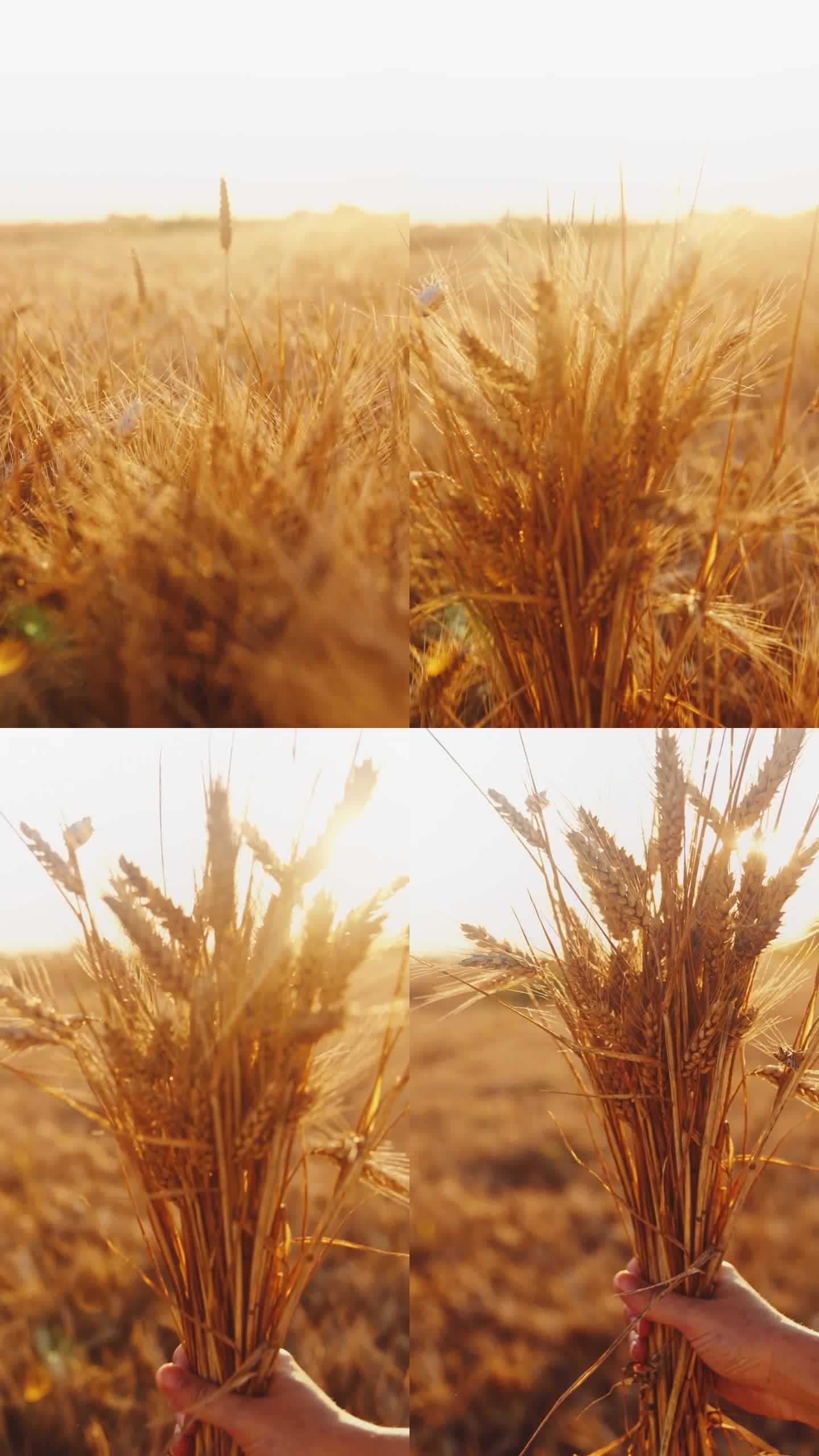 在晴朗的日子里，农艺师在农场里抱着小麦作物