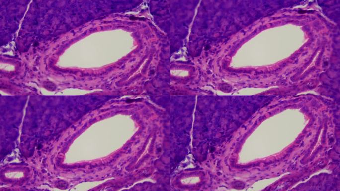 胰腺。组织学。胰腺活检切片。400 x放大。动物和人类的消化系统，外分泌(exocrine)和内分泌