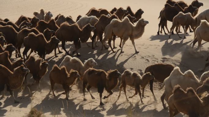 沙漠 穿越 乌兰布和沙漠 驼队 骆驼