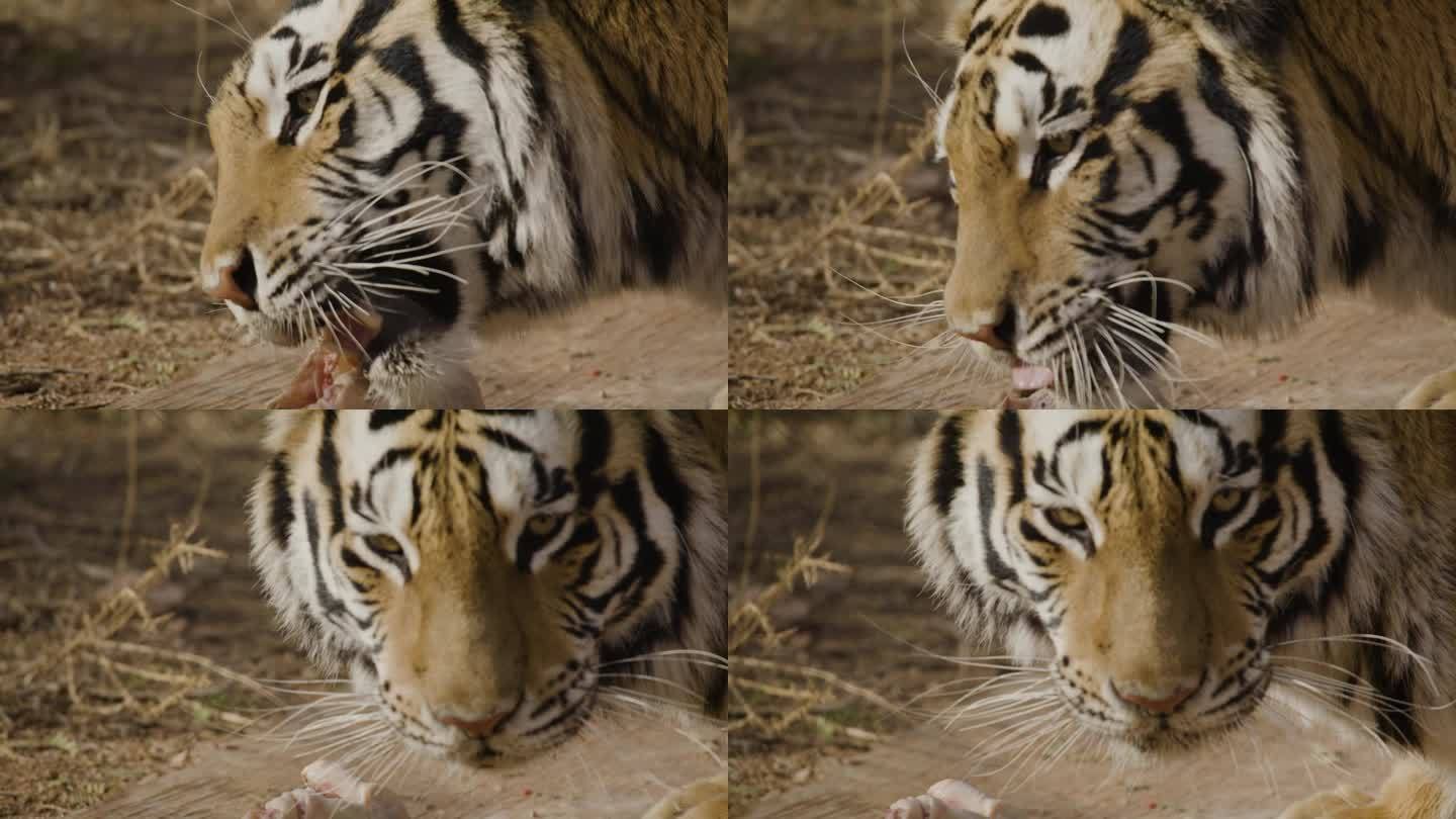 老虎看着镜头的慢动作