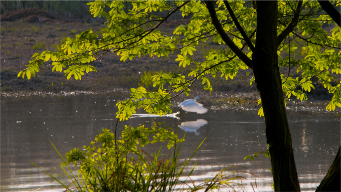 阳光照耀湖边枫杨树透过绿叶 白鹭跳跃捕鱼