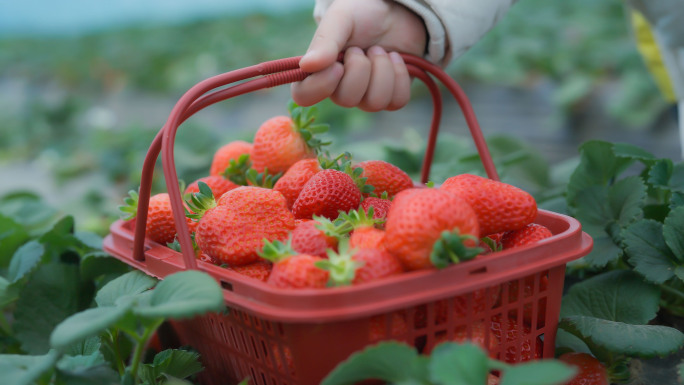 大棚采摘有机草莓
