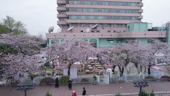 武汉樱花