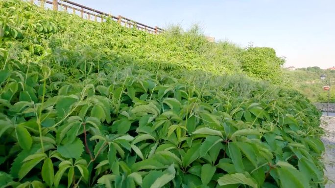 山坡上密植着绿叶攀缘植物