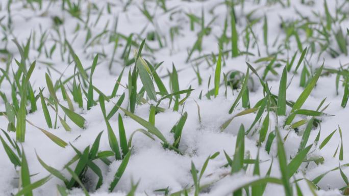 冬季下雪天的冬小麦