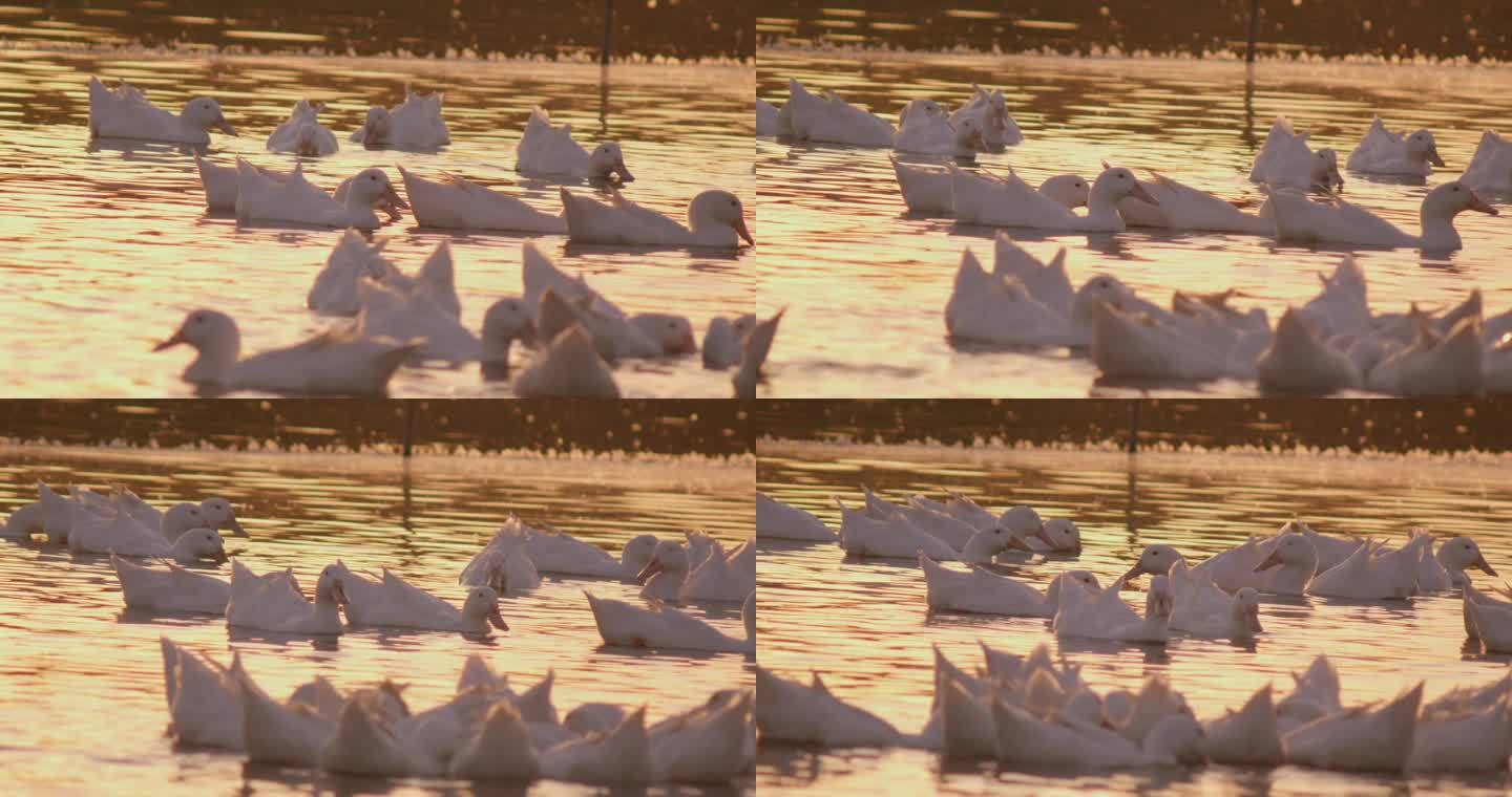 一群鸭子在湖中戏水