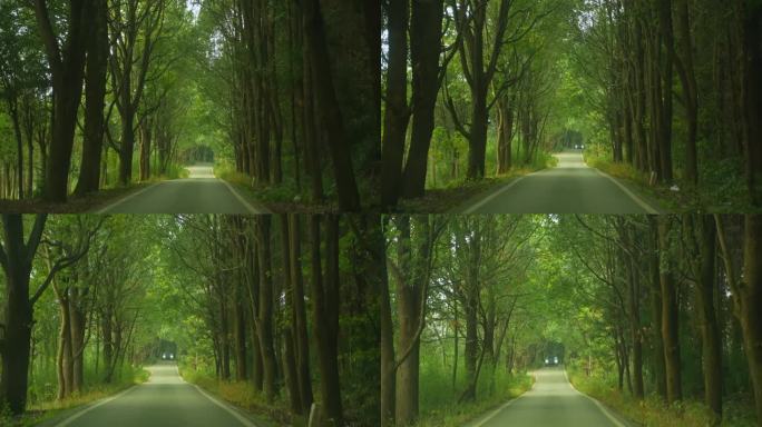车辆穿越树林里的道路