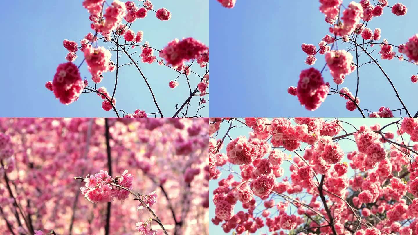 初春的樱花随风飘舞 这是春暖花开的季节