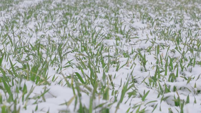 冬季下雪天的冬小麦