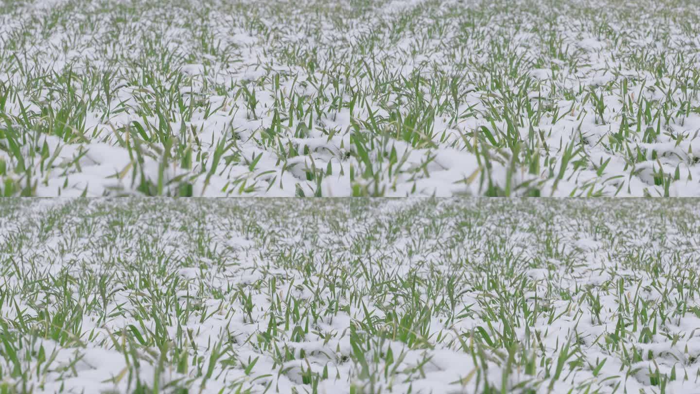 冬季下雪天的冬小麦