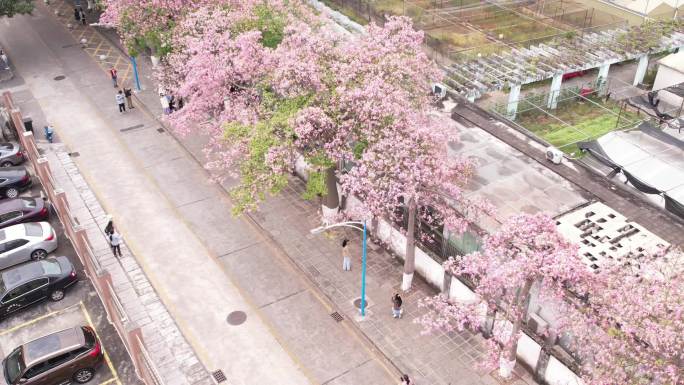 广州华师紫荆花4k高清航拍合集