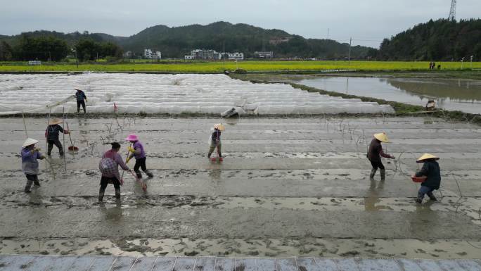 春耕播种  农民劳作背影